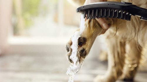 DogShower Kutyazuhany fekete