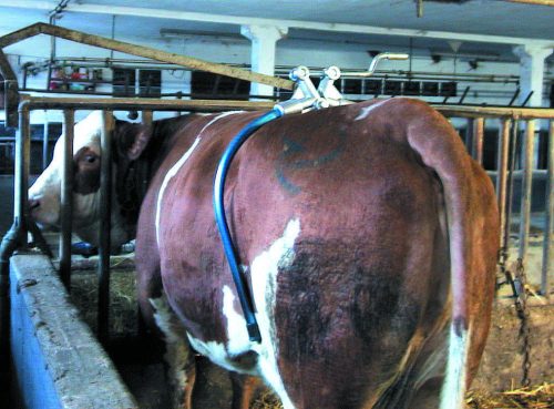 Rugásgátló csípőbéklyó szarvasmarháknak