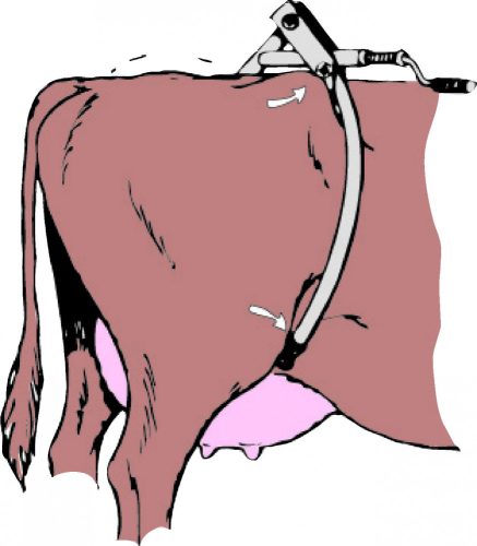 Rugásgátló csípőbéklyó szarvasmarháknak