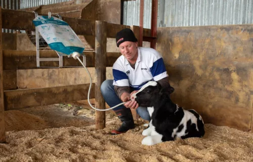 Antahi kolosztrumzsák - 4 l, 50 db/cs