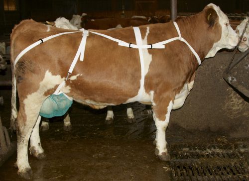 Tőgykötő, tőgyvédő nyakhevederrel, Méret: L