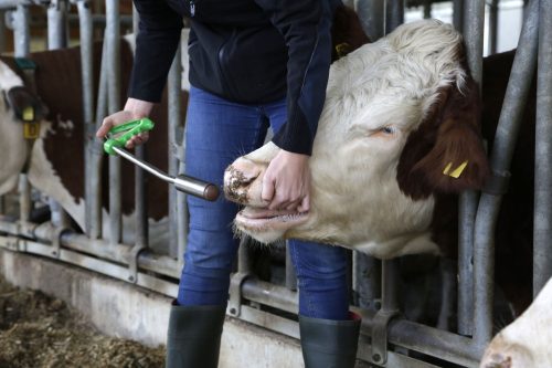 Fertilgol Bolus Béta karotin bolus (termékenység)