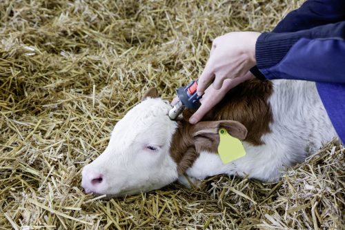 Portasol 3 gázos szarvtalanító páka 18,5 mm-es heggyel
