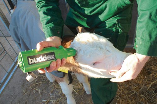 Buddex elektromos szarvtalanító, elemes, 4 másodperc alatt fűt fel 700 °C-ra