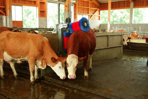 Cserekefe, vízszintes HappyCow Duo szarvasmarha tisztítógéphez