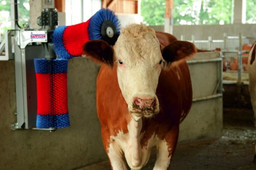 Cserekefe, vízszintes HappyCow Duo szarvasmarha tisztítógéphez