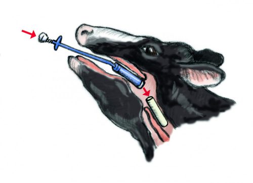 Bolus és bendőmágnes behelyező - 70 cm