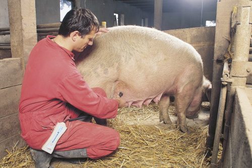 HK vemhesség-diagnosztikai készülék spirálvezetékes szondával