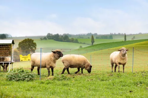 OviNet Premium háló - 50 m, narancs, 90 cm, dupla leszúrós