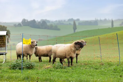 OviNet Premium háló - 50 m, narancs, 108 cm, dupla leszúrós