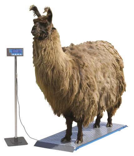 PS1000 állatmérleg, 500 kg-ig