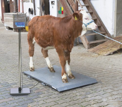 PS2000 különösen masszív állatmérleg, 1000 kg-ig