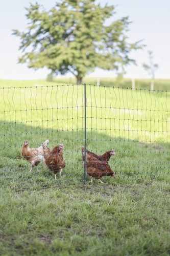 AKO Premium baromfiháló, villanypásztorháló 50 m, duplaleszűrós, elektromos