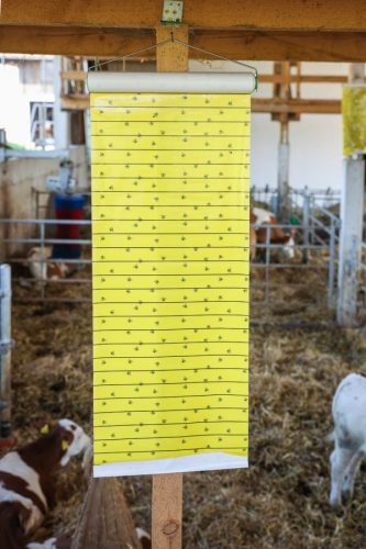 JumboXL légyfogó tekercs, 10 m x 40 cm