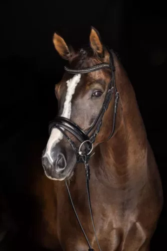 Bőr kötőfék - lakkozott fekete, pony, svéd kantárhoz