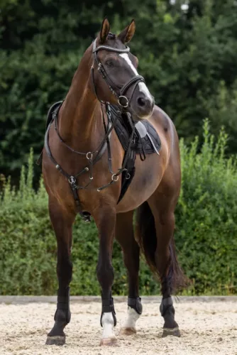 Szügyhám - fekete, cob