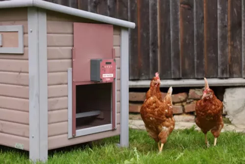 Automata baromfiajtó - vezérlővel, biztonsági zárral, 28,5x25 cm