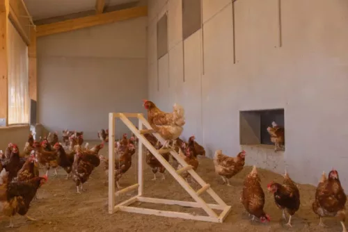 Mászótorony hintával baromfinak - 85 x 55 x 76 cm