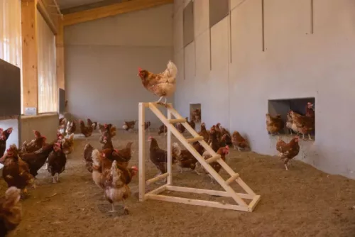 Mászótorony hintával baromfinak - 85 x 55 x 76 cm