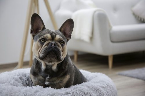 Fluffy kutyaágy, világosszürke - 76x19 cm