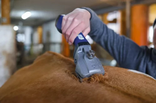 Bonum Pro szarvasmarha nyírógép - 1 akkumulárral  kék színben
