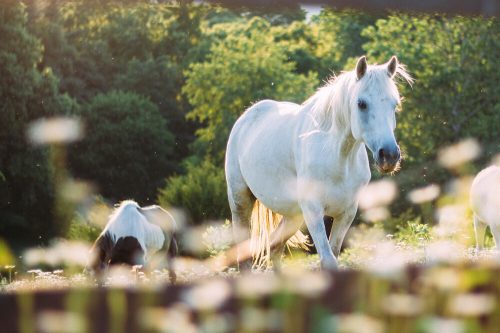 EQI® Relax – a nyugalomért és kiegyensúlyozott idegrendszerért 1 liter lovaknak