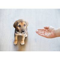 Táplálékkiegészítők, vitaminok