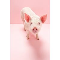 Sertés tartási eszközök