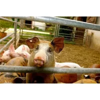 Sertés állatjelölés