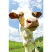 Szarvasmarha tartási eszközök