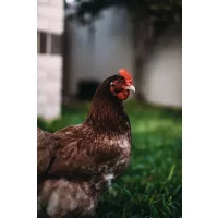 Baromfi